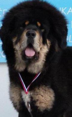 CH RONDA Henriet´s garden,(ARISSA x VIJAY)